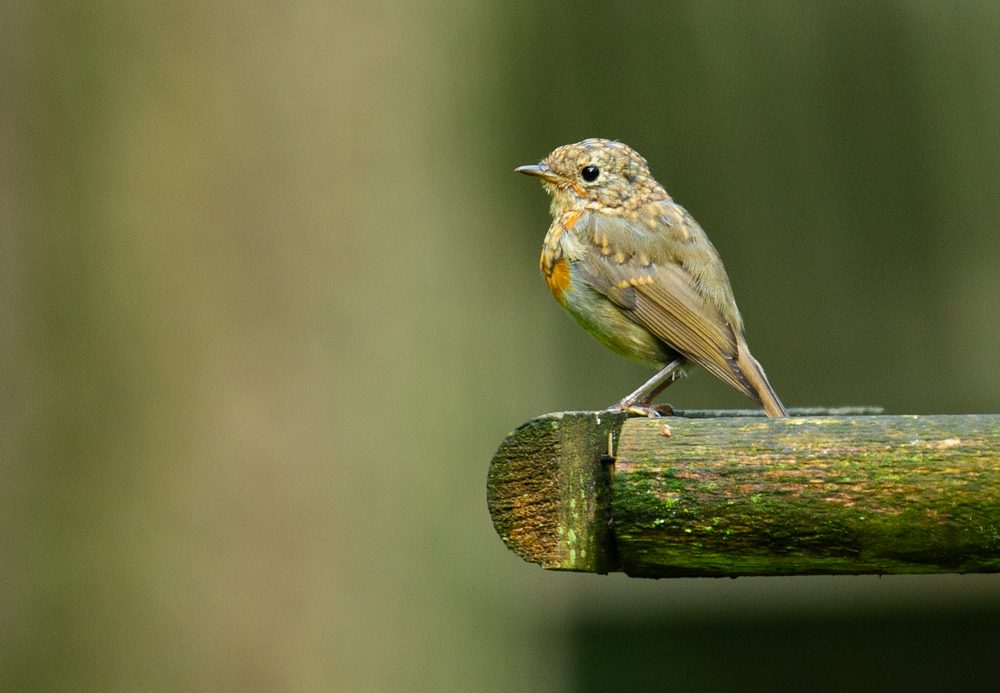 Jong roodborstje op een met mos begroeide paal, tegen een zachtgroene achtergrond